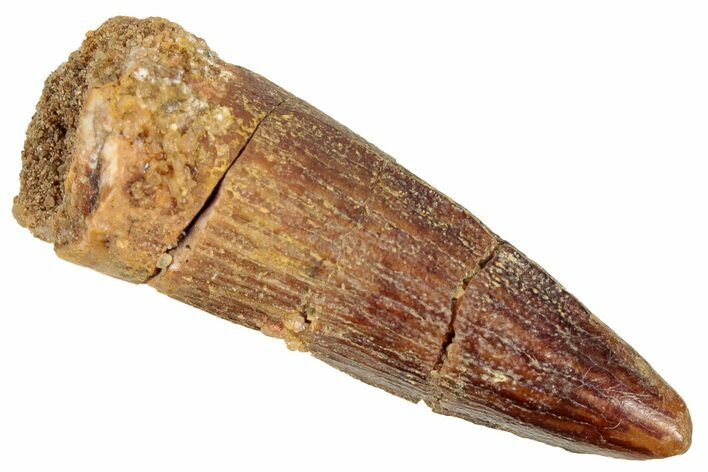 Juvenile Fossil Spinosaurus Tooth - Real Dinosaur Tooth #348688